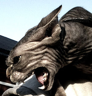 Angry Sphynx