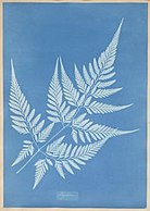 Anna Atkins: (cianotípia), Ceylon (1850)