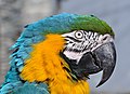 Head in high detail, Vogelburg (bird park), Weilrod, Germany