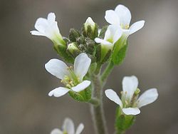 Arabidopsis thaliana inflorescencias.jpg