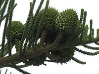 Cones and foliage of Araucaria heterophylla