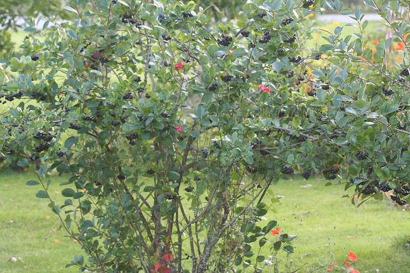 Файл:Aronia mitschurinii september.JPG