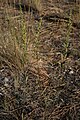Artemisia campestris subsp. pacifica