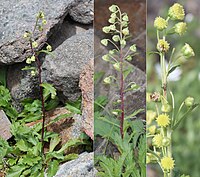 頭花は茎の中部から上端の葉腋に1-2個ずつつき、10数個が総状または複総状につき、下向きに咲く