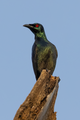 An Asian glossy starling