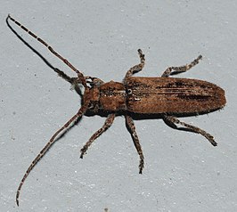 Ataxia crypta