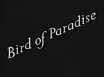 Miniatura para Bird of Paradise