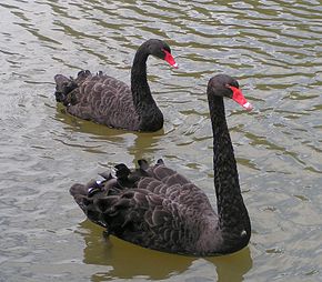 Here are two black swans, but even with no black swans to possibly falsify it, "All swans are white" would still be shown falsifiable by "Here is a black swan"--a black swan would still be a state of affairs, only an imaginary one. Black Swans.jpg