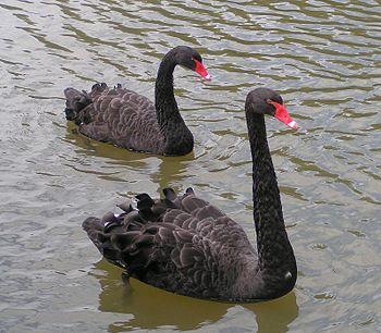 The Black Swan is the state bird of Western Au...