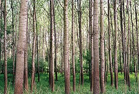 Image illustrative de l’article Forêt de Pečniansky