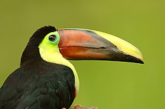 Tukan żółtogardły (Ramphastos vitellinus)