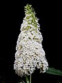 Buddleja davidii 'White Profusion' cultivar flowers