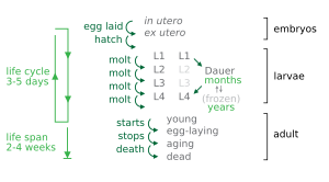 Life cycle and developmental stages of C. elegans C elegans life cycle.svg