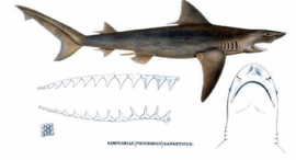 Žralok ganžský - kresba z boku, hlavy zespodu, zubů a šupin