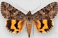 Catocala mcdunnoughi McDunnough's underwing