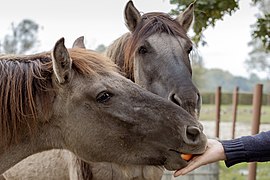 Un cheval gris mangeant un bout de carotte dans une main.