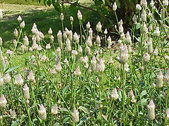 Celosia argentea (Celosieae).