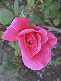 Miniatura para Rosa 'Charlotte Armstrong'