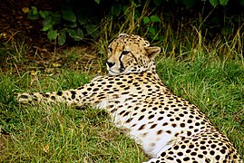 Gepard