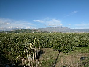 Plantejo en suda Andaluzio