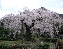 Cherry blossoms in Kyoto.jpg