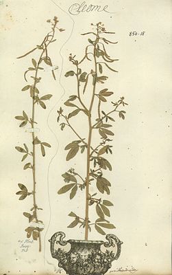 Клеома орнитопусовидная. Лист из гербария К.Линнея