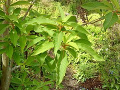 Clethra barbinervis