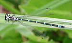 Coenagrion pulchellum – Weibchen