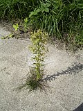 Miniatura para Conyza canadensis