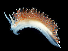 Flabellina nobilis.