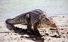 Crocodile sur la rive, sortant de l'eau, vu de trois-quart face, et marchant avec les pattes tendues et le ventre au-dessus du sol.