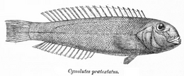 (Cymolutes praetextatus)