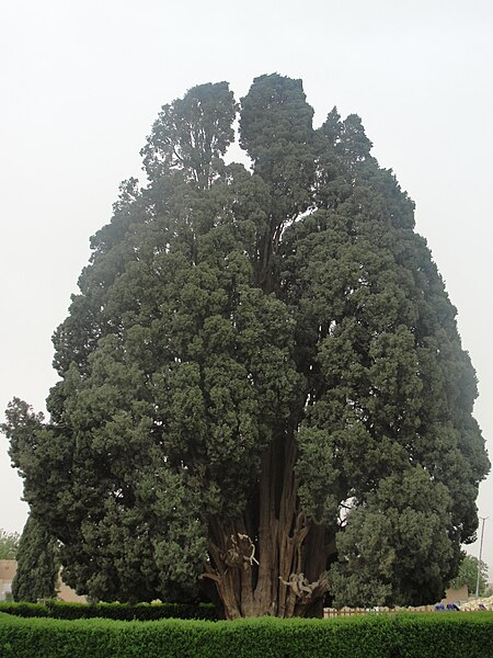 File:Cypress of Abarqu.JPG