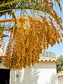 Tamareira no Algarve, Pedras Del Rei, Tavira.