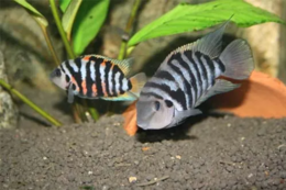 Dişi (sol) ve erkek (sağ) convict cichlid