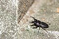 Dorcus titanus sika