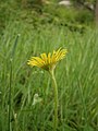 Doronicum plantagineum Vue latérale du capitule.