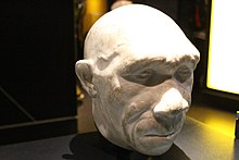 Bust of an H. heidelbergensis at the Natural History Museum, London Em - Homo heidelbergensis model - 2.jpg