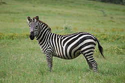 Granta zebra (Equus quagga boehmi)