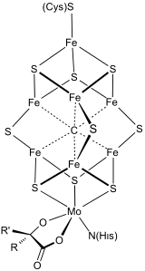 Structure of FeMoco, the catalytic center of nitrogenase. FeMoco cluster.svg