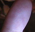 Miniatura para Huella dactilar