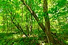 Лиственный лес на реке Фламбо.jpg