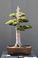 Juniperus chinensis 'Foemina'