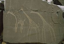 Example of Saharan rock art depicting giraffes from Anakom, Niger. Fondazione Passare V27 287.jpg