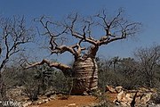 Amona izeneko baobab.