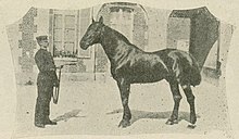 Photo noir et blanc d'un cheval vu de profil tenu par un homme en costume officiel.