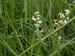 Paprastasis lipikas (Galium mollugo)