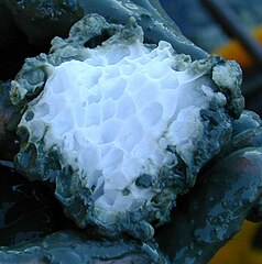 Actual structure of a gas hydrate (methane clathrate) block embedded in the sediment of hydrate ridge, off Oregon, USA. 2002. This is methane gas trapped within the ice structure. If the ice melts, the methane gas will be released. See the last paragraph of Siberia#Climate.