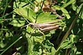 Gemeiner Grashüpfer Chorthippus parallelus