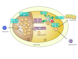 Germinal center.svg